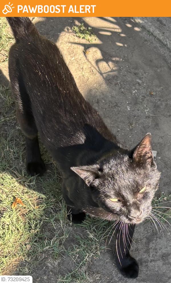 Found/Stray Male Cat last seen Norwalk Blvd, Hawaiian Gardens, CA 90716
