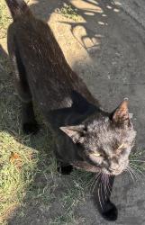 Found/Stray Male Cat last seen Norwalk Blvd, Hawaiian Gardens, CA 90716