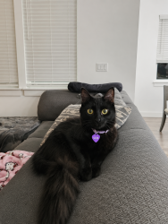 Reunited Female Cat last seen Home backyard, Covington, WA 98042