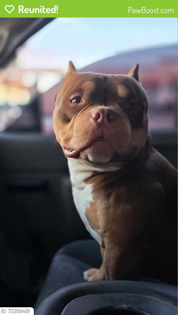 Reunited Male Dog last seen Yarbrough & Pebble Hills, El Paso County, TX 79938