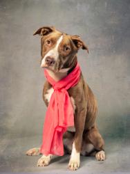 Shelter Stray Female Dog last seen Near Butner Rd SW / County Line Rd SW, Atlanta, GA, 1251 Fulton Industrial Blvd NW, Atlanta, GA 30336, USA