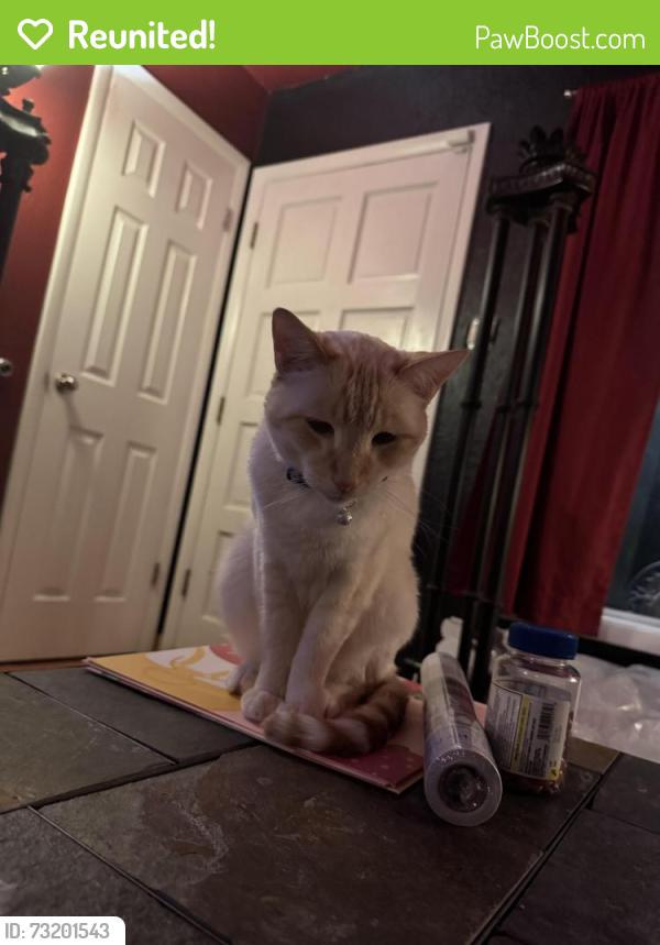 Reunited Male Cat last seen Clermont and Evans, Denver, CO 80222