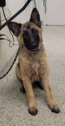 Shelter Stray Male Dog last seen Chestnut Ave & E 37th St, 64128, 64128, MO, 7077 Elmwood Ave, Kansas City, MO 64132, USA