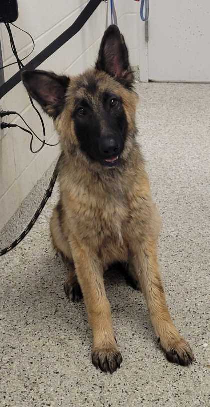Shelter Stray Male Dog last seen Chestnut Ave & E 37th St, 64128, 64128, MO, 7077 Elmwood Ave, Kansas City, MO 64132, USA