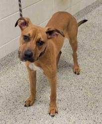 Shelter Stray Female Dog last seen Elmwood and Gregory, 64132, MO, 7077 Elmwood Ave, Kansas City, MO 64132, USA