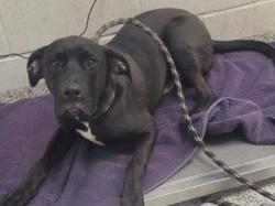 Shelter Stray Male Dog last seen Near Crystal Avenue, 64129, MO, 7077 Elmwood Ave, Kansas City, MO 64132, USA