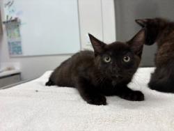 Shelter Stray Male Cat last seen NE Parvin Rd & Worlds of Fun Dr, 64161, 64161, MO, 7077 Elmwood Ave, Kansas City, MO 64132, USA