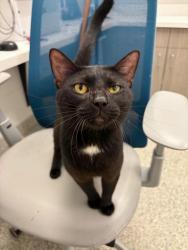 Shelter Stray Male Cat last seen Park Ave and E 34th St, 64109, MO, 7077 Elmwood Ave, Kansas City, MO 64132, USA