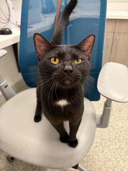 Shelter Stray Male Cat last seen Park Ave and E 34th St, 64109, MO, 7077 Elmwood Ave, Kansas City, MO 64132, USA