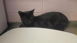 Shelter Stray Male Cat last seen Near Tierra Arena, CITY of El Paso, TX, 5001 Fred Wilson Ave, El Paso, TX 79906, USA