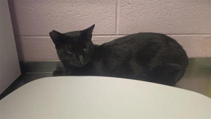Shelter Stray Male Cat last seen Near Tierra Arena, CITY of El Paso, TX, 5001 Fred Wilson Ave, El Paso, TX 79906, USA