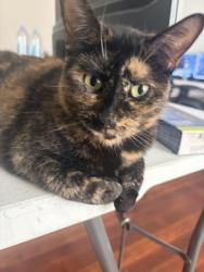 Lost Female Cat last seen Glendale Ave and Colorado, Glendale, CA 91205