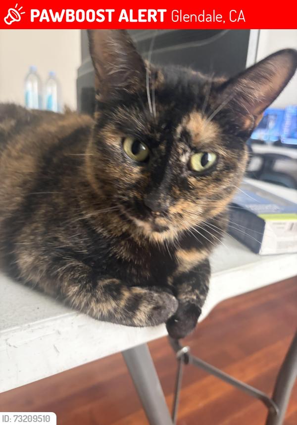 Lost Female Cat last seen Glendale Ave and Colorado, Glendale, CA 91205