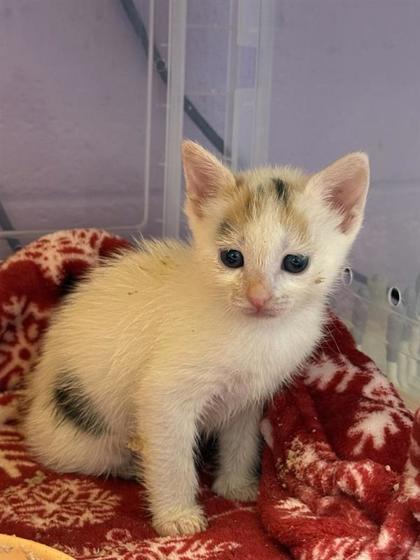 Shelter Stray Female Cat last seen Near BRET HARTE DR, COUNTY of El Paso, TX, 5001 Fred Wilson Ave, El Paso, TX 79906, USA