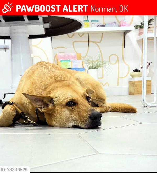 Lost Male Dog last seen Last seen at lucca on campus corner, Norman, OK 73069