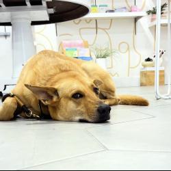 Lost Male Dog last seen Last seen at lucca on campus corner, Norman, OK 73069