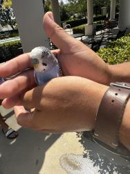 Found/Stray Male Bird last seen Windingwalk pool, Chula Vista, CA 91915