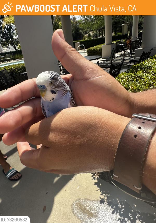 Found/Stray Male Bird last seen Windingwalk pool, Chula Vista, CA 91915