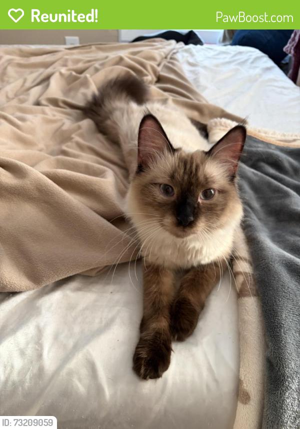 Reunited Female Cat last seen Sullivant and Glenwood, Columbus, OH 43223