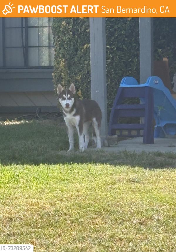 Found/Stray Female Dog last seen Irvington and Cynthia, San Bernardino, CA 92407
