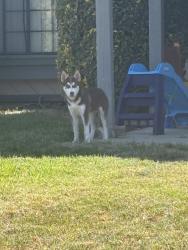 Found/Stray Female Dog last seen Irvington and Cynthia, San Bernardino, CA 92407