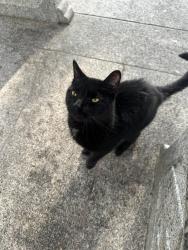 Found/Stray Male Cat last seen Found under vestibule in Chinese garden in park, Saint Paul, MN 55106