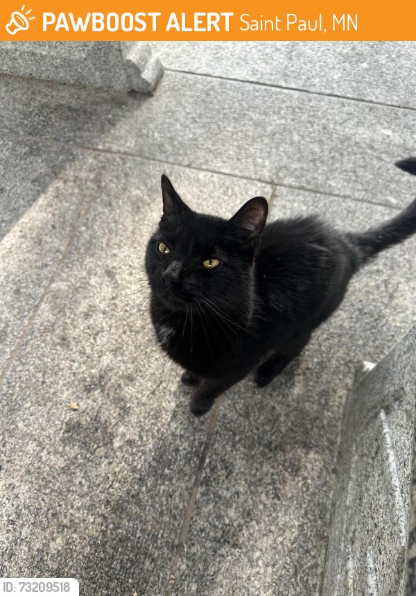 Found/Stray Male Cat last seen Found under vestibule in Chinese garden in park, Saint Paul, MN 55106