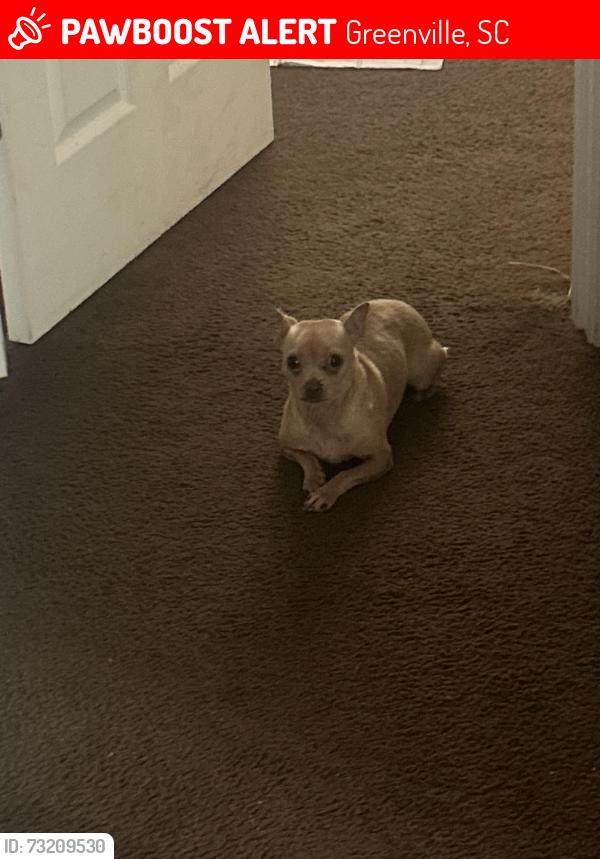 Lost Female Dog last seen Old buncomb rd, Greenville, SC 29609