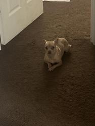 Lost Female Dog last seen Old buncomb rd, Greenville, SC 29609