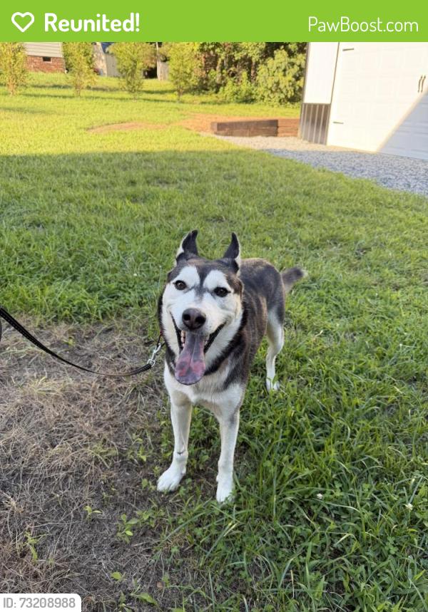 Reunited Male Dog last seen Jarrett road, Thomasville, NC 27360
