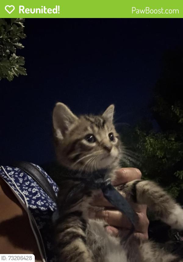 Reunited Male Cat last seen Queen Street East and Rushbrooke Avenue, Toronto, ON M4M 1L5