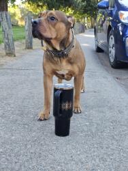 Found/Stray Female Dog last seen Sunriver park, Rancho Cordova, CA 95670