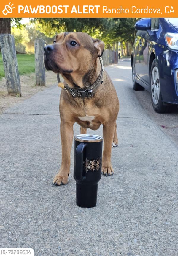 Found/Stray Female Dog last seen Sunriver park, Rancho Cordova, CA 95670