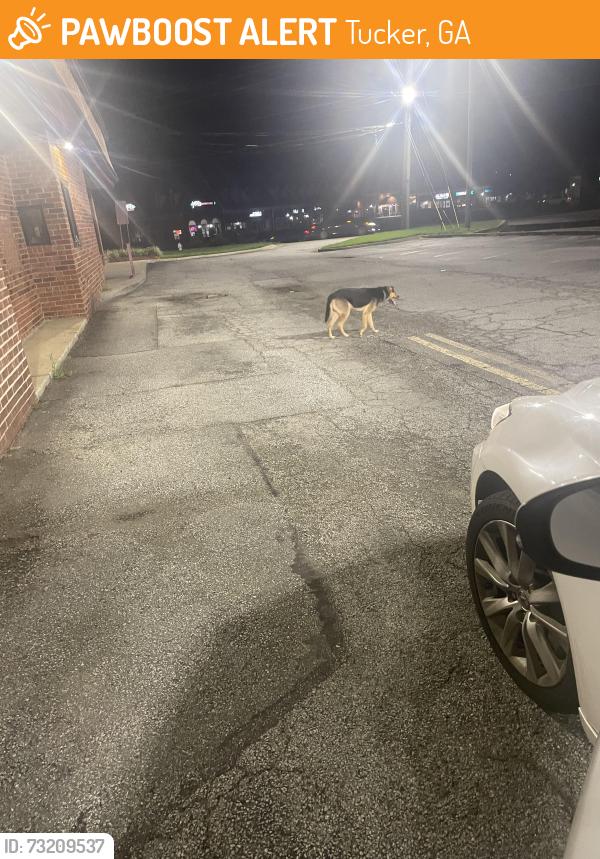 Found/Stray Male Dog last seen At abandoned building (old Wendy’s), Tucker, GA 30084