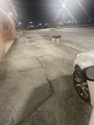Found/Stray Male Dog last seen At abandoned building (old Wendy’s), Tucker, GA 30084