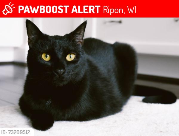Lost Male Cat last seen Walgreens, Ripon, WI 54971