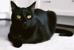 Lost Male Cat last seen Walgreens, Ripon, WI 54971