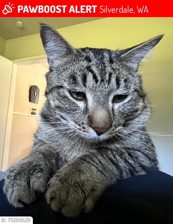 Lost Male Cat last seen Tracyton Blvd, Silverdale, WA 98311
