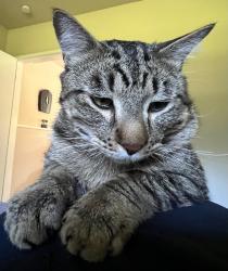 Lost Male Cat last seen Tracyton Blvd, Silverdale, WA 98311