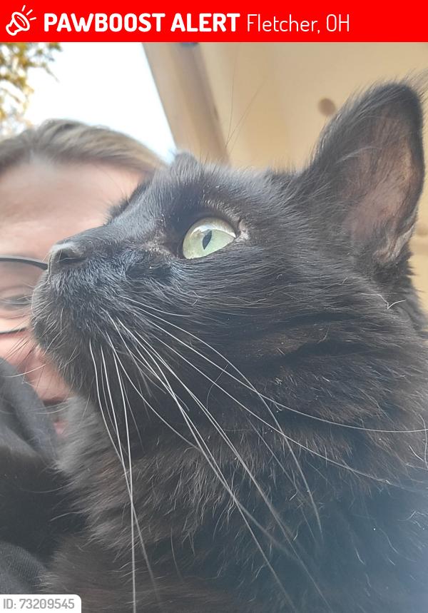 Lost Male Cat last seen Lost Creek Shelby and St Rt 36, Fletcher, OH 45326