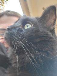 Lost Male Cat last seen Lost Creek Shelby and St Rt 36, Fletcher, OH 45326