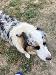 Lost Male Dog last seen Near highway 59 FairPlay sc 29643, Fair Play, SC 29643