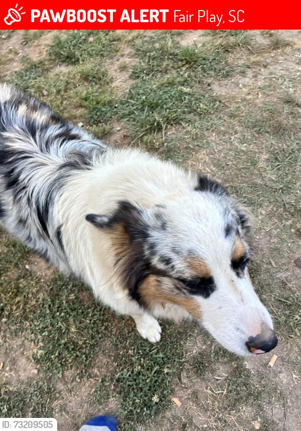 Lost Male Dog last seen Near highway 59 FairPlay sc 29643, Fair Play, SC 29643