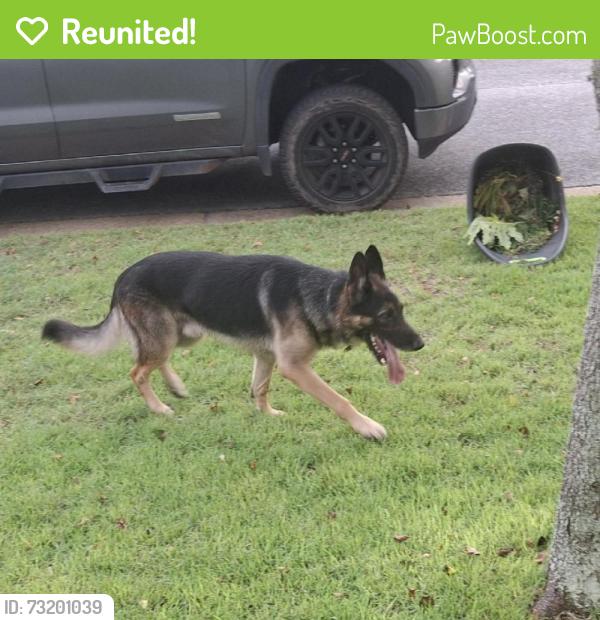 Reunited Male Dog last seen Near Chicago Ave and Community Dr - near Pine Forest HS, Bellview, FL 32526