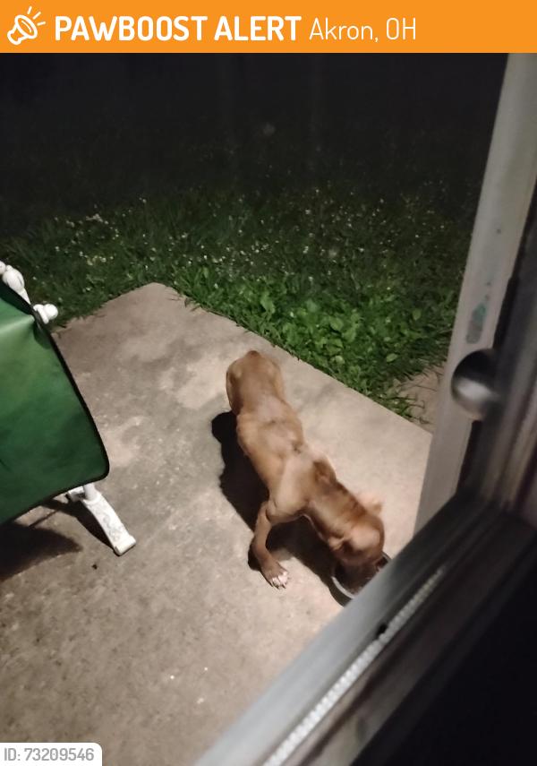 Found/Stray Male Dog last seen Virginia Ave Akron Ohio, Akron, OH 44306
