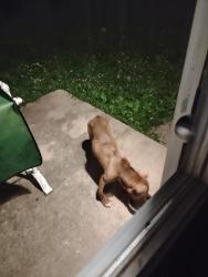 Found/Stray Male Dog last seen Virginia Ave Akron Ohio, Akron, OH 44306