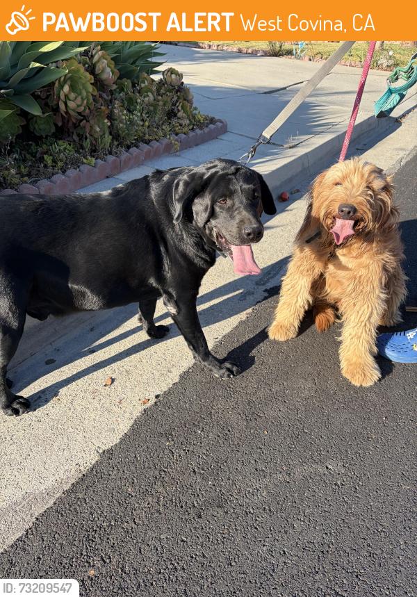Found/Stray Male Dog last seen Merrygrove and Morganfield, West Covina, CA 91792