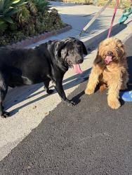 Found/Stray Male Dog last seen Merrygrove and Morganfield, West Covina, CA 91792