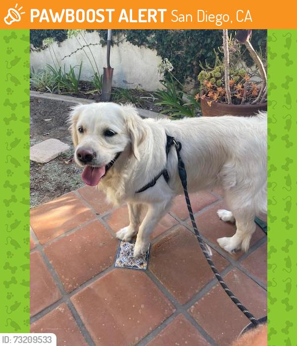 Found/Stray Female Dog last seen Candlelight, San Diego, CA 92037