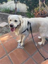 Found/Stray Female Dog last seen Candlelight, San Diego, CA 92037